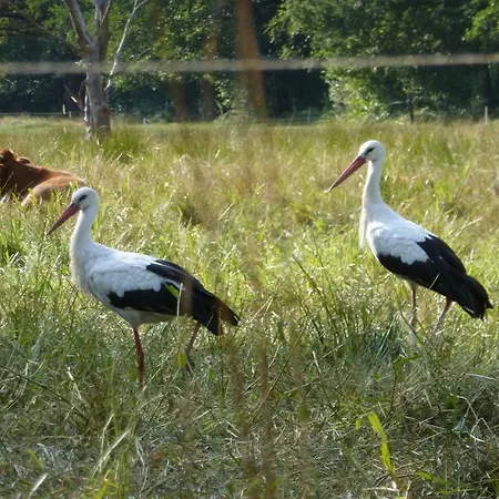 Fewo An Der Kleinen Spree Lejlighed Burg
